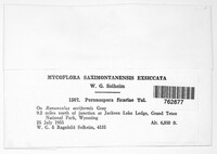 Peronospora ficariae image